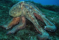 Common octopus . Octopus vulgaris © Tiago Castro . Dive Azores