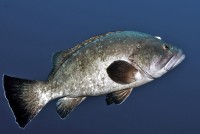 Dusky grouper . Epinephelus marginatus © Tiago Castro . Dive Azores