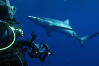 Shark with diver