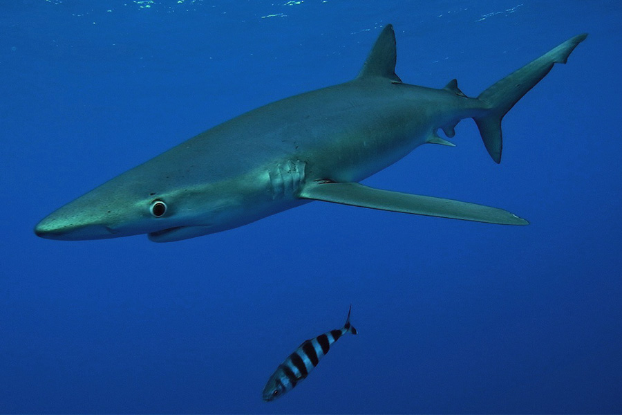 blue shark