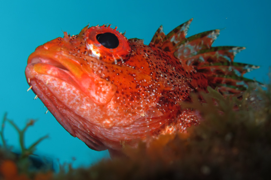 scorpion fish . scorpaena madeirensis 08 tiago castro .