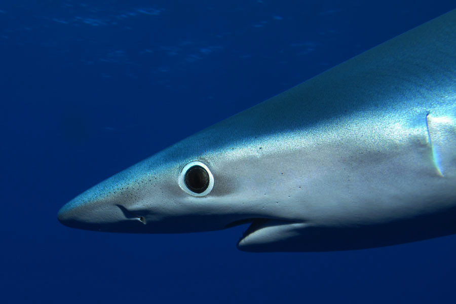 Dive Azores