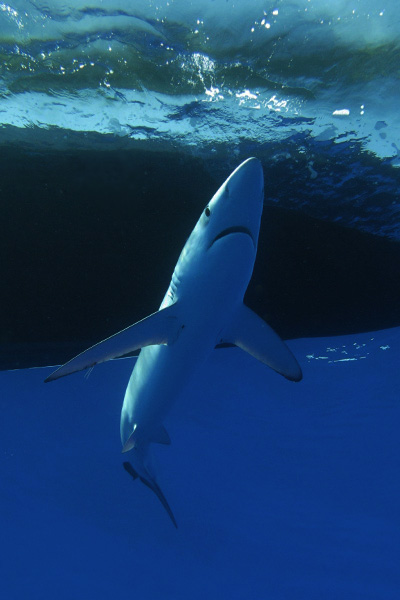 blue shark
